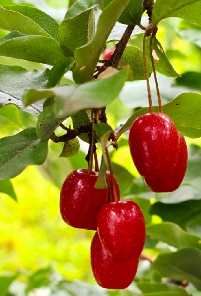 보리수-열매-효능-부작용-하루-섭취량-관련-사진