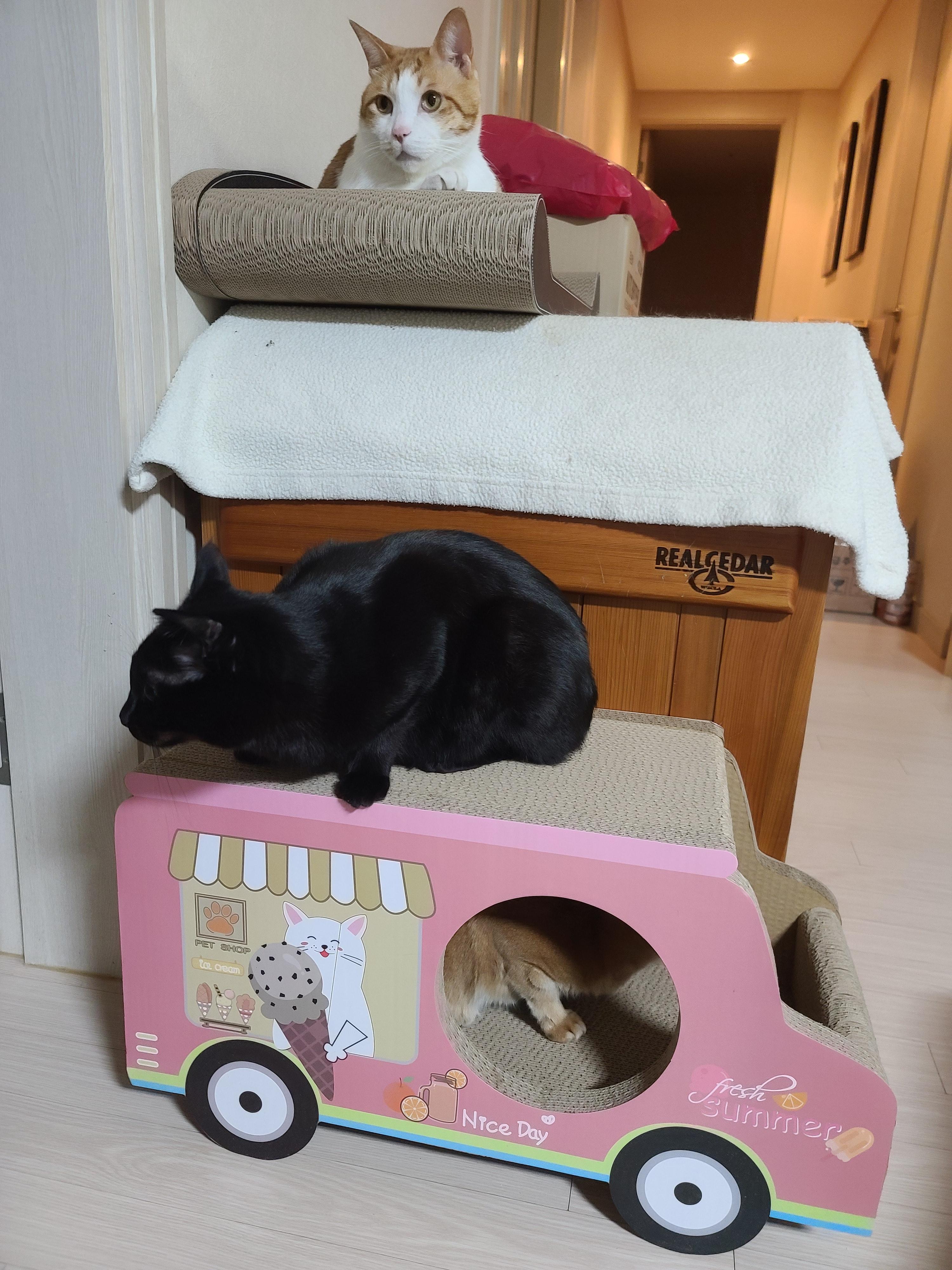 고양이들 스크래쳐를 교체했다.(자동차스크래쳐,침대형스크래쳐)