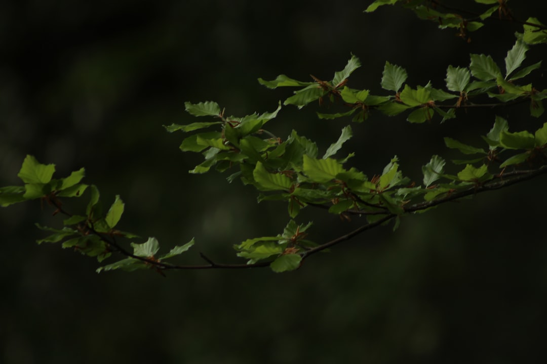 Garcinia