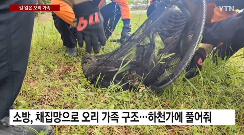 도심에서의 오리 가족 구조 사건