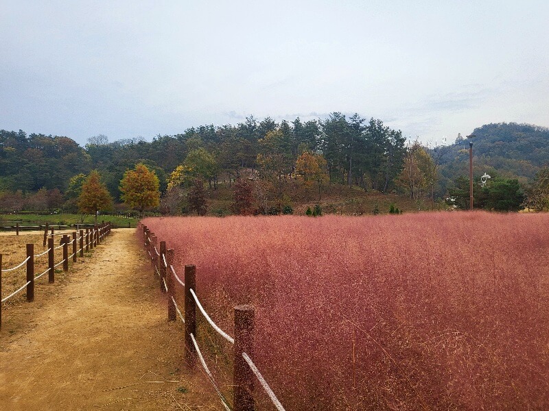 함안 악양생태공원 핑크뮬리
