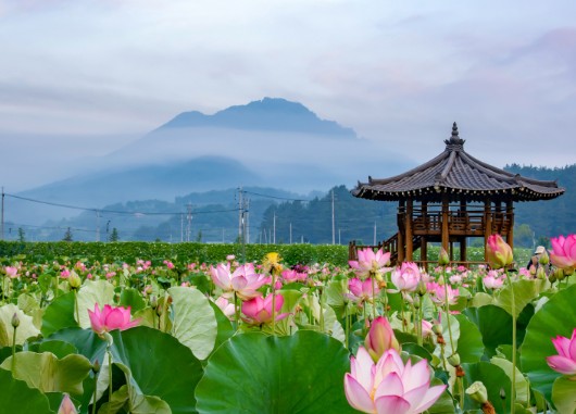 경남 여행지 추천 ❘ 함안 가볼만한 곳 베스트 10. 함안 연꽃테마파크
