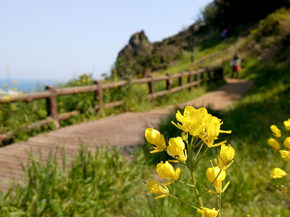 올레18코스: 사라봉에서 별도봉으로 가는 길