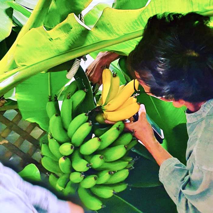 생방송오늘저녁 원주 바나나 열대작물 열대 과일 팜 카페