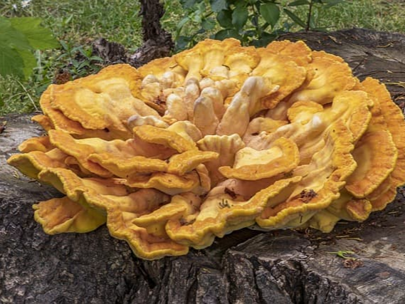 대사 개선 효능 상황버섯 쌀