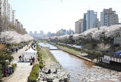 불광천 벚꽃축제