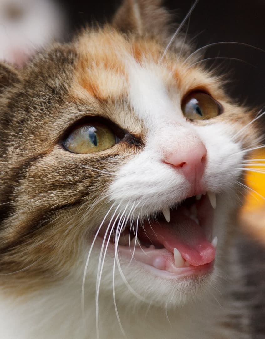 화난 고양이 사진