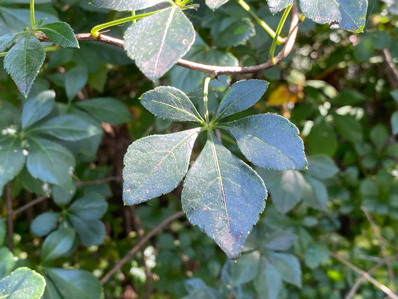 가시오갈피 잎1