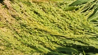 기장 재배 건조 토양 적합 파종 방법 탈곡 요령_10