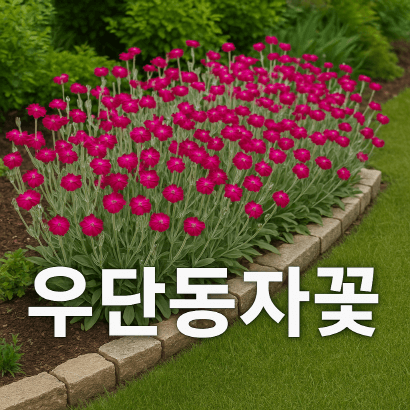 [정원식물 50선] 정원 경계와 포인트를 동시에! 우단동자꽃의 활용법 총정리