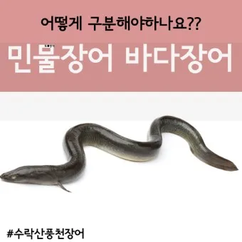 민물장어 가격 효능 민물장어 바다장어 차이 종류_34
