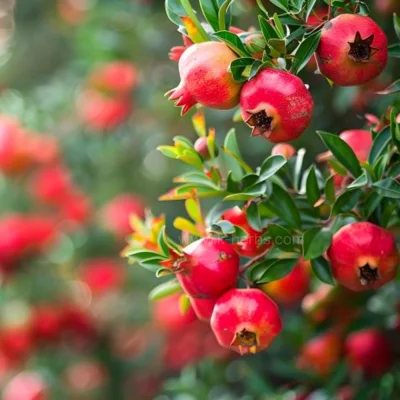 석류_Pomegranate