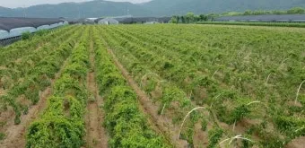 마 재배 지지대 설치 덩이 비대 관리 수확 요령_9