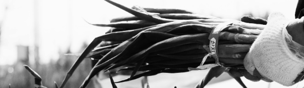 2~3차례로 나누어서 북주기