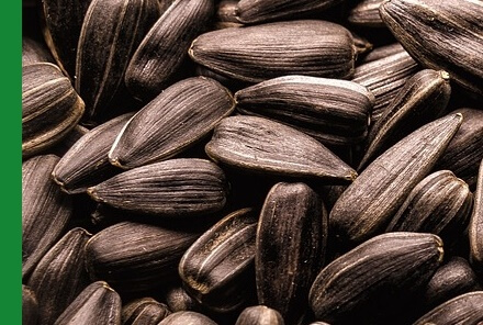 면역력높이는법