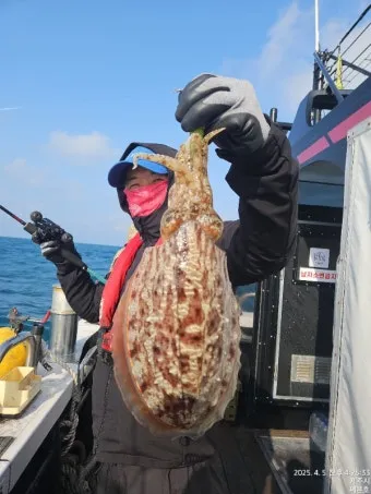 갑오징어 제철 시기 요리 레시피 황금레시피_9
