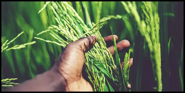 파로 곡물 효능 및 부작용과 먹는 법