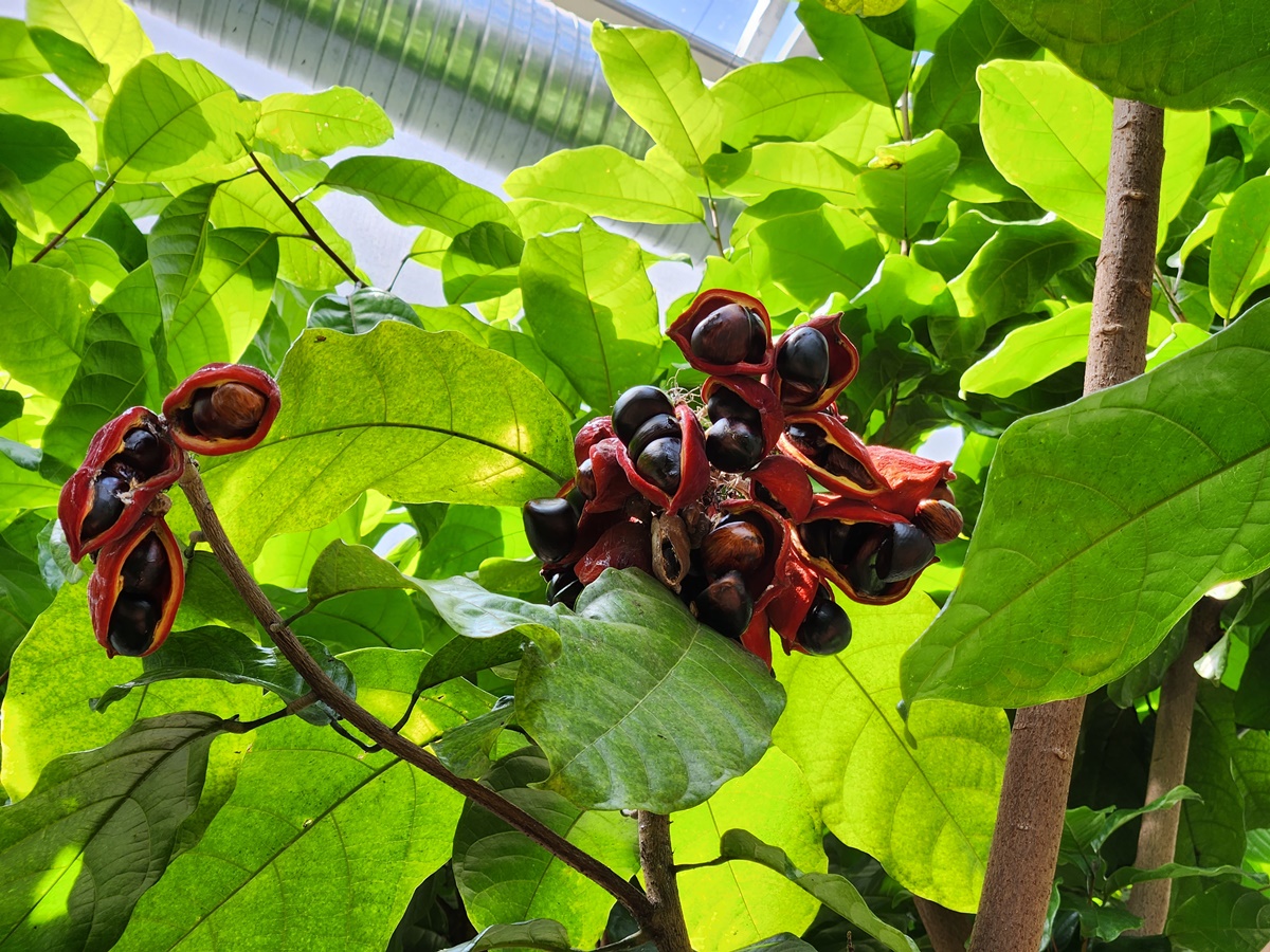 스테르쿨리아 모노스페르마(Sterculia monosperma&#44; 핑퐁나무&#44; 봉안과)