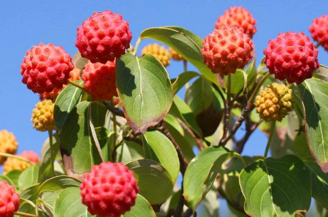 산딸나무 열매효능 9가지