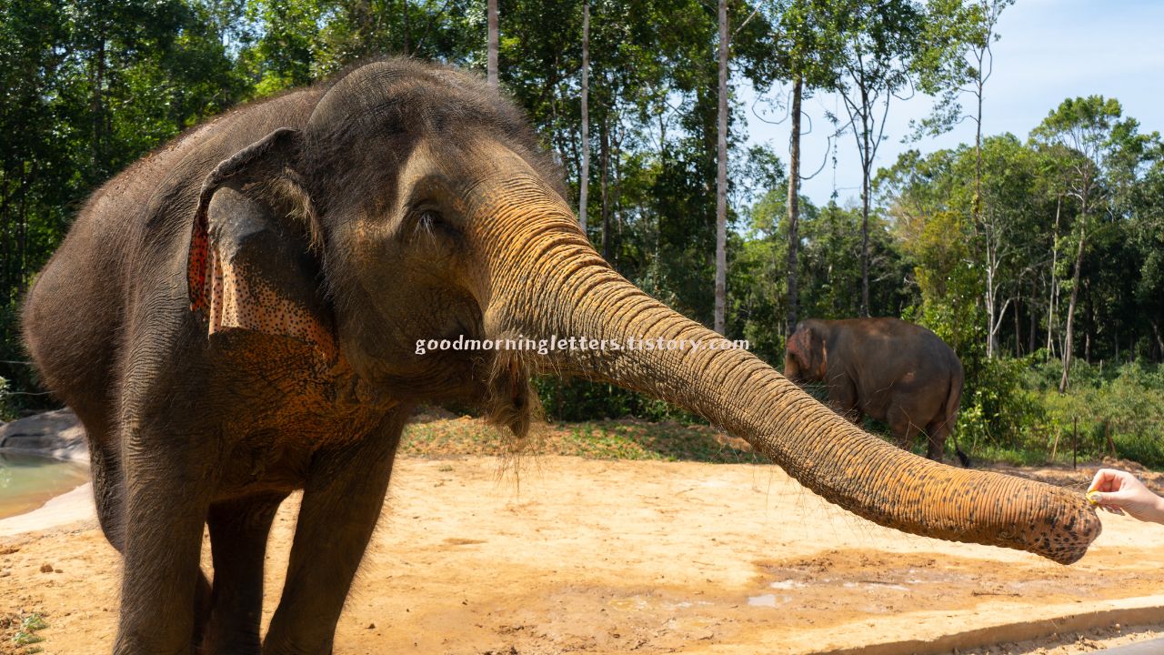 베트남 빈펄 사파리 동물원