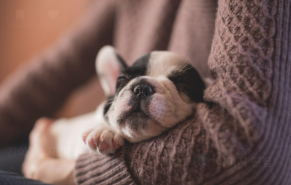 구충제 복용 시 주의사항 관련 사진