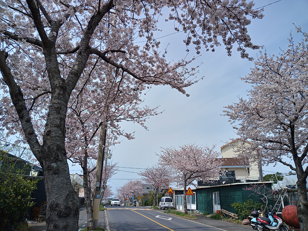 인싸들이 찾는 서귀포 핫플레이스 이어도로 벚꽃길