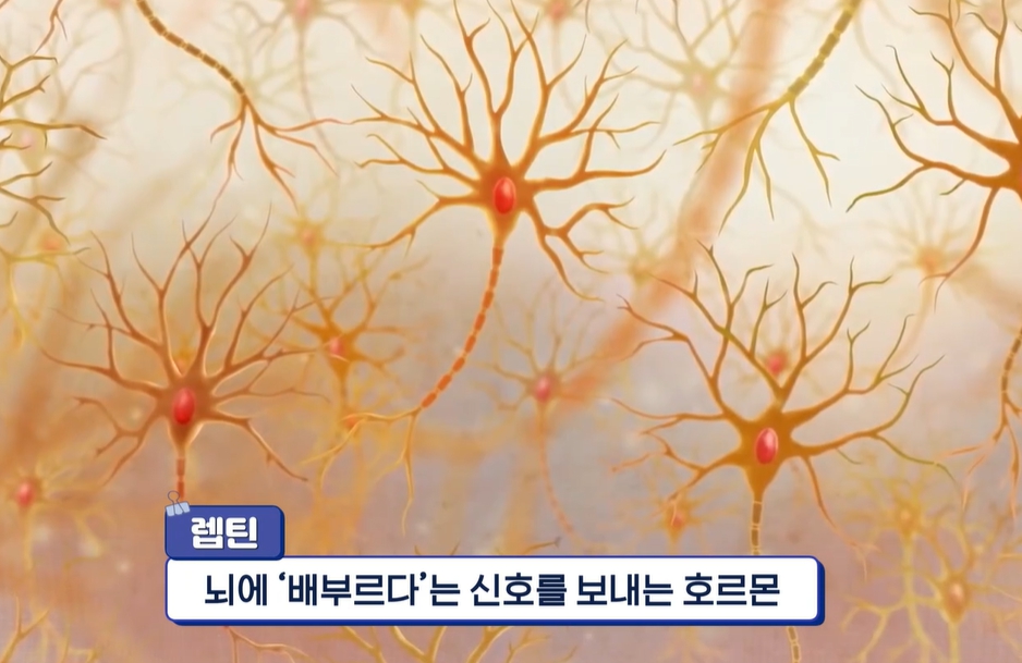 시서스 효능