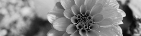 햇빛: 하루에 6~8시간 이상