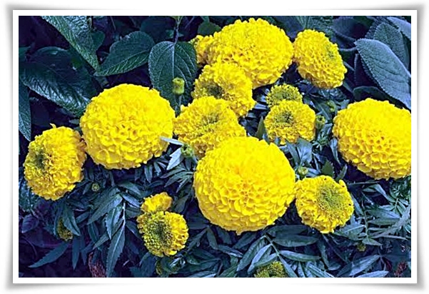 화초 "메리골드(금잔화)" 가을 정원에 황금빛 행복을 심어 보세요!