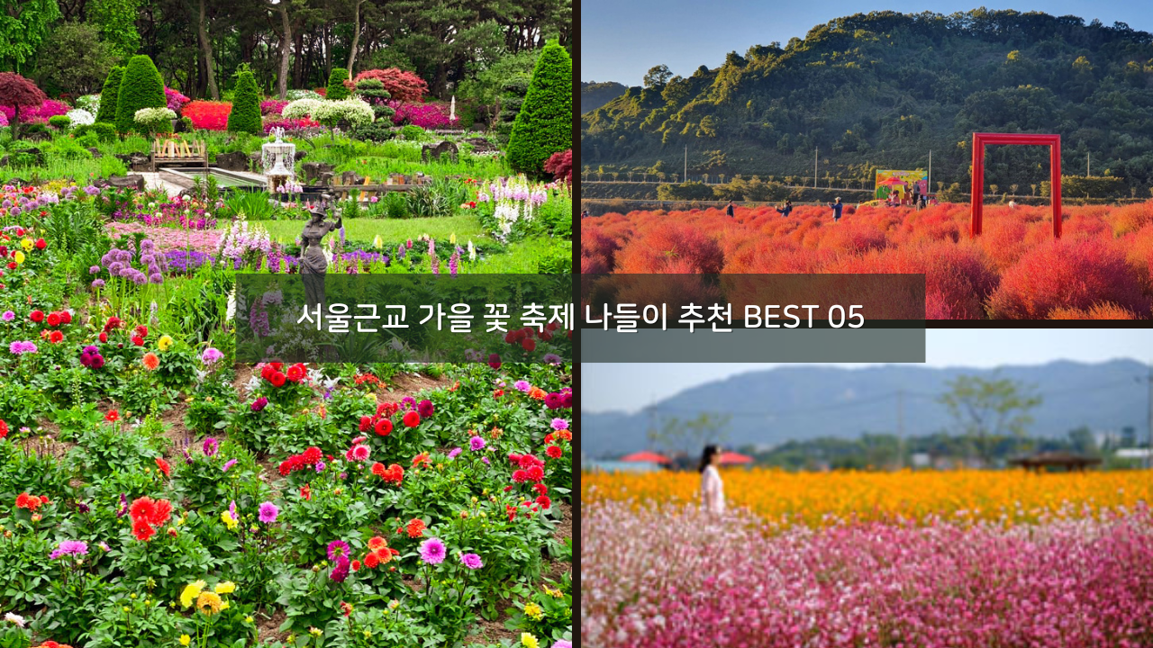 서울근교 가을 꽃 축제 나들이 추천 야외 명소 BEST 05 댑싸리, 천일홍, 해바라기, 국화 등