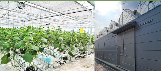 호평농장 미니오이