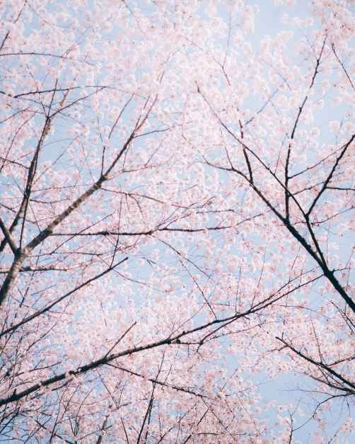 석촌호수 벚꽃축제 2026 일정&middot;가는길&middot;주차장 