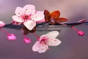벚꽃