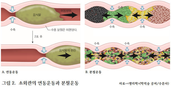 소화관 운동