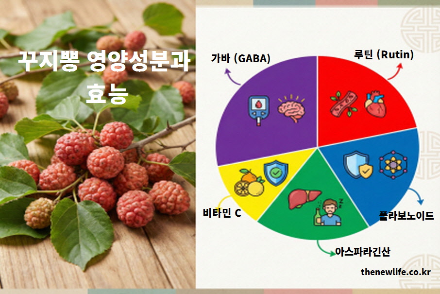 가바 루틴 플라보노이드 아스파라긴산 비타민C 등 꾸지뽕 주요 영양 성분과 효능 정리 도표