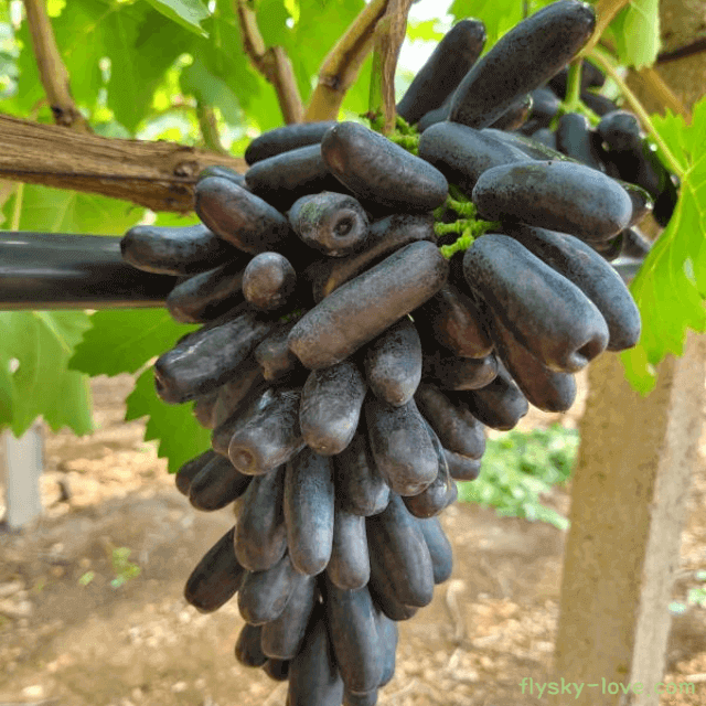 씨없는 블랙사파이어(가지포도)