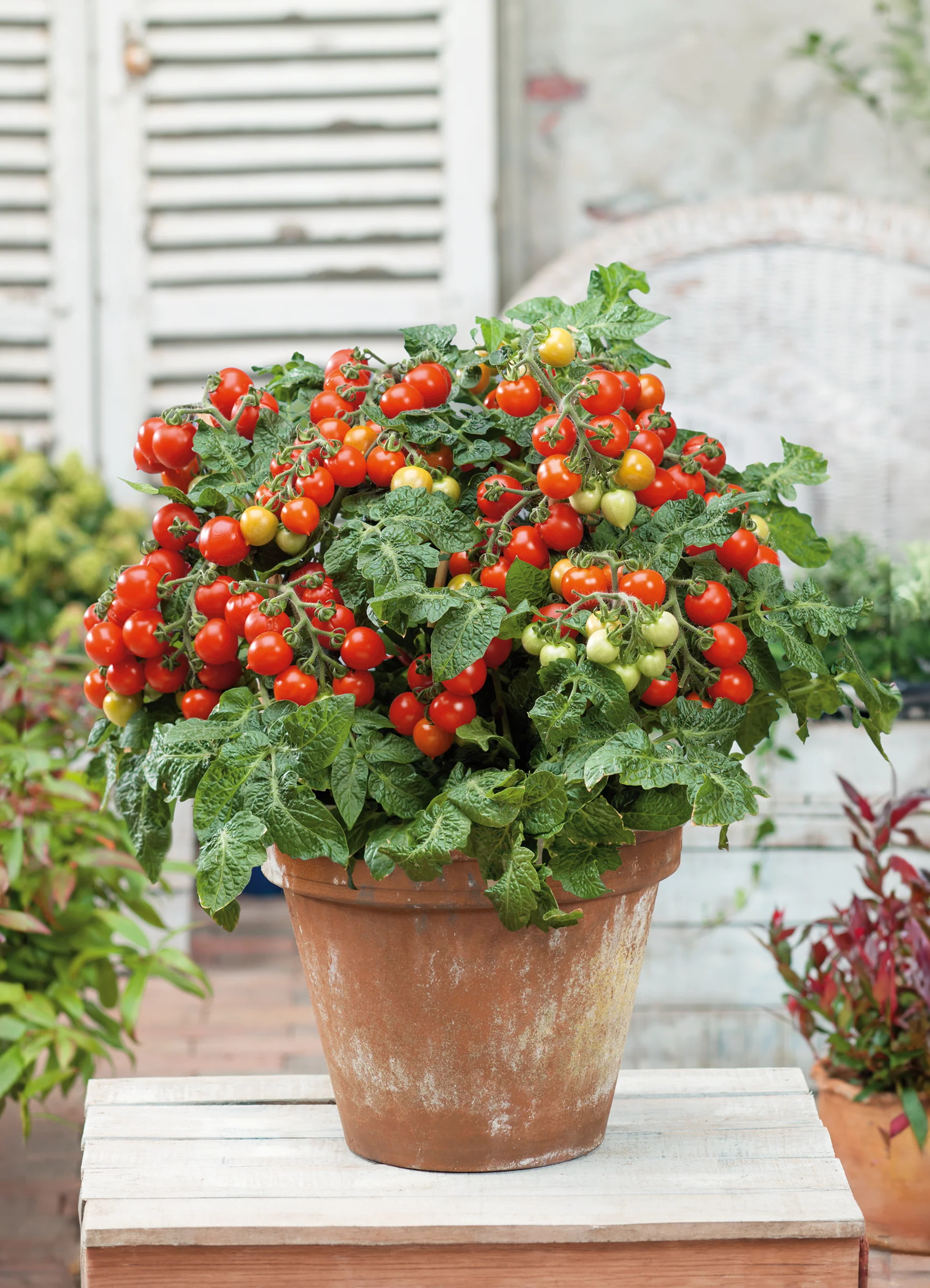 화분에서 토마토를 키우는 10가지 팁