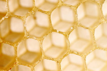 프로폴리스 효능