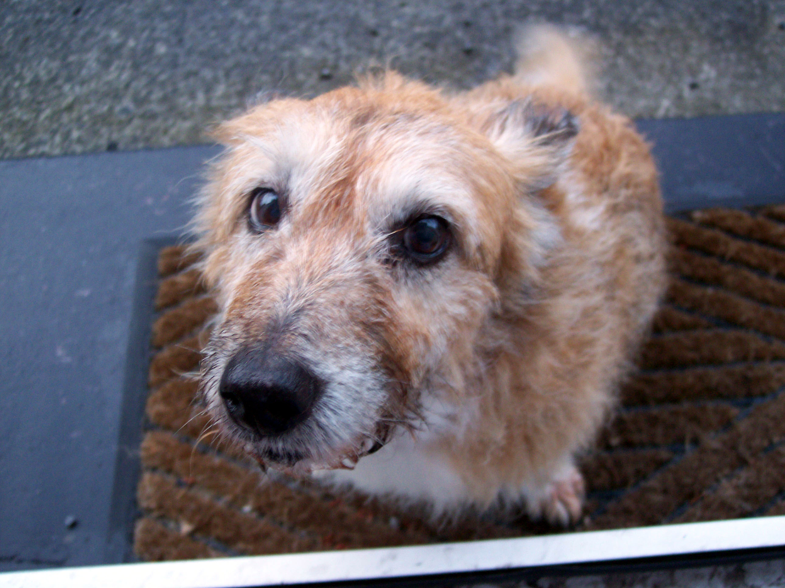 강아지 탈모 관련 사진