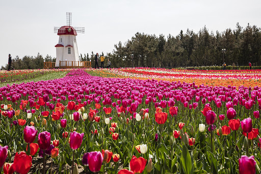 2024 신안 임자도 튤립 축제 입장료 기간 주차