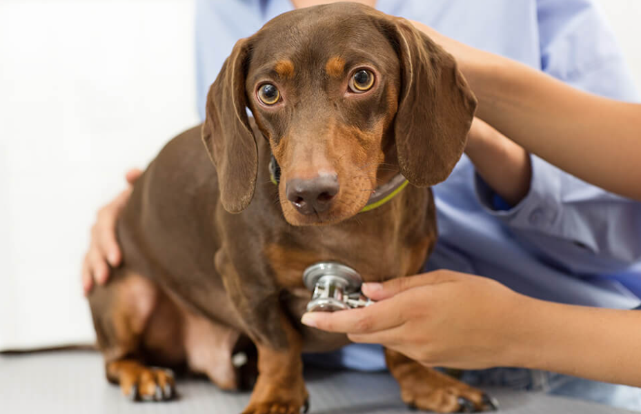 애견 건강검진비용