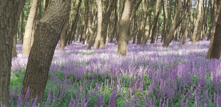 서천 가볼만한 곳