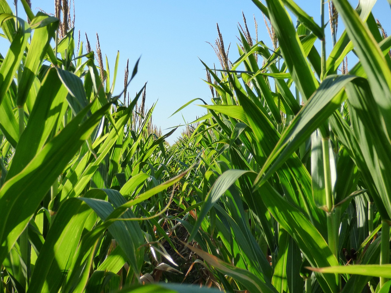 옥수수 보관방법 관련 사진