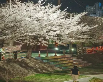 대청호 벚꽃축제_16