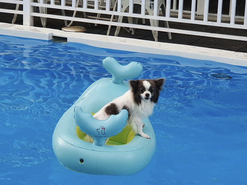 반려견도 물놀이가 필요해! 수영장 있는 애견 펜션 BEST 5 (2025 여름 여행지 추천)