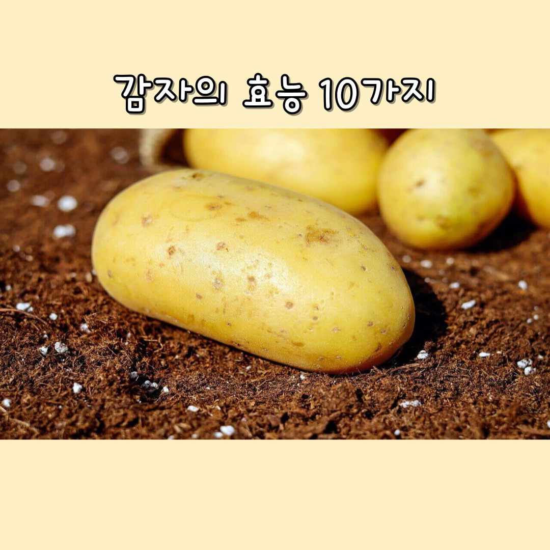 감자의 효능
