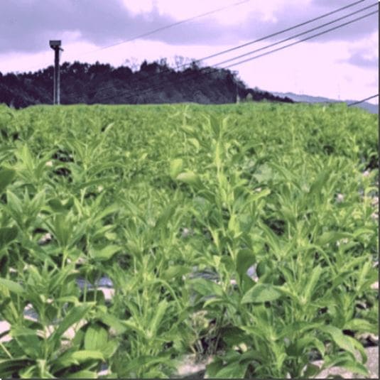 삽주 재배 농가