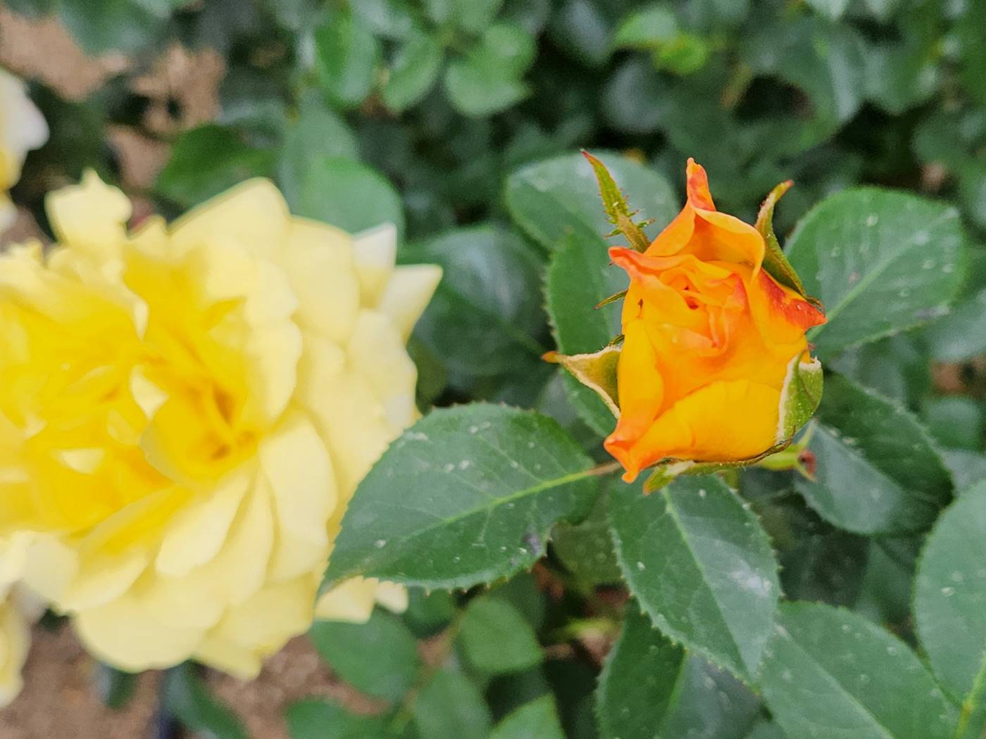 장미 란도라 Landora