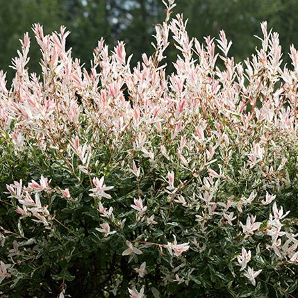 플라밍고셀릭스