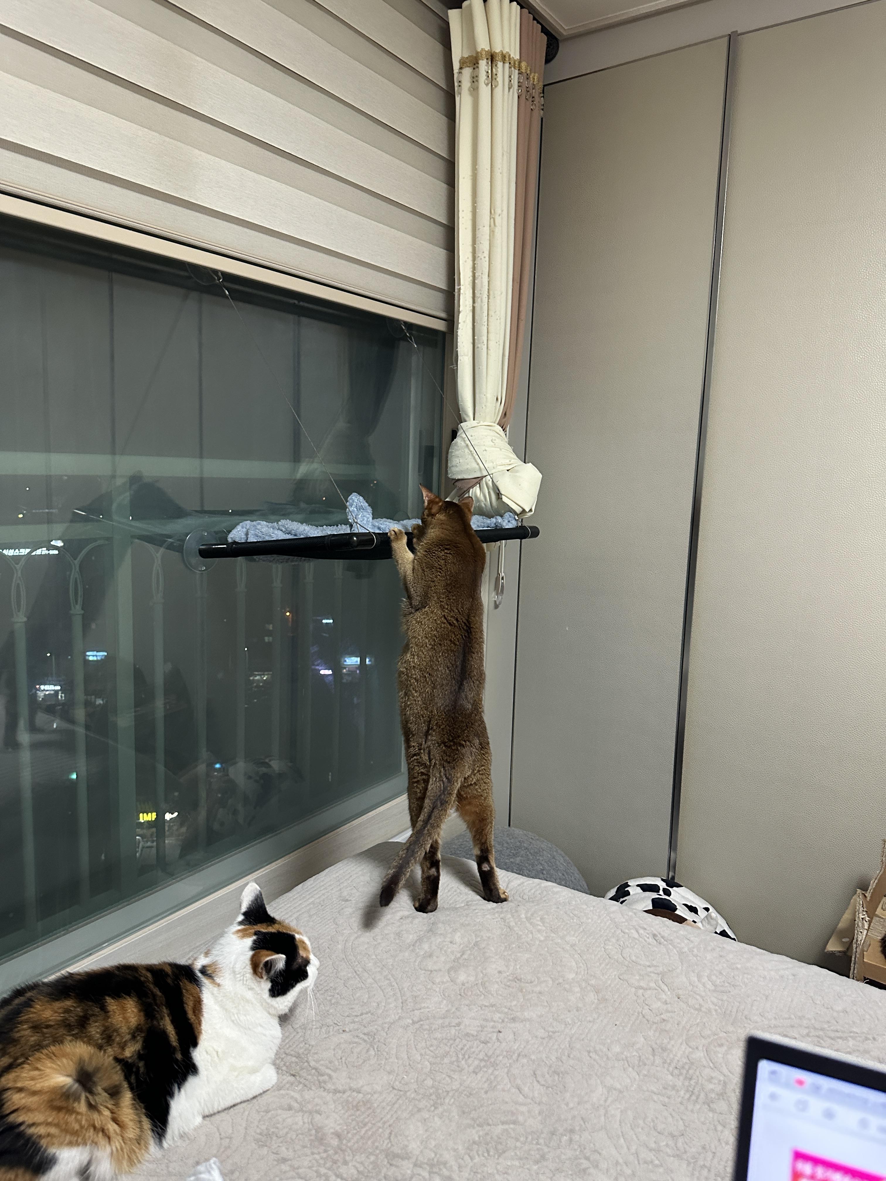 '여기 자리 비었냥?' 일어서서 자리 확인하는 고양이 루디 (feat. 건이)